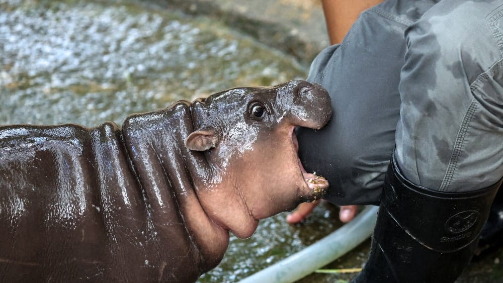 Hippos control the media