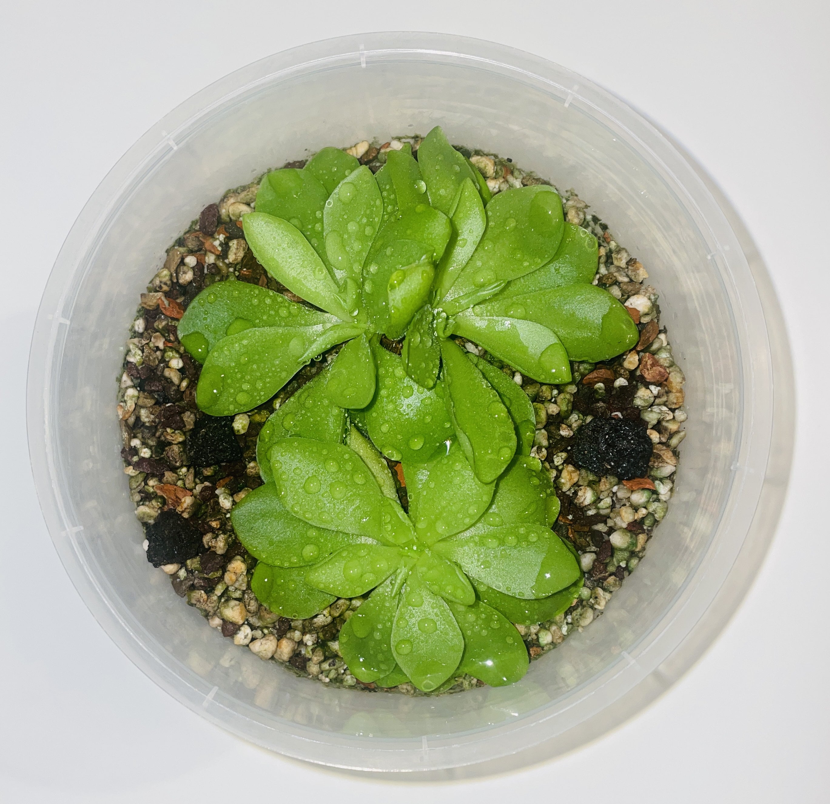 Even happier Pinguicula(s)