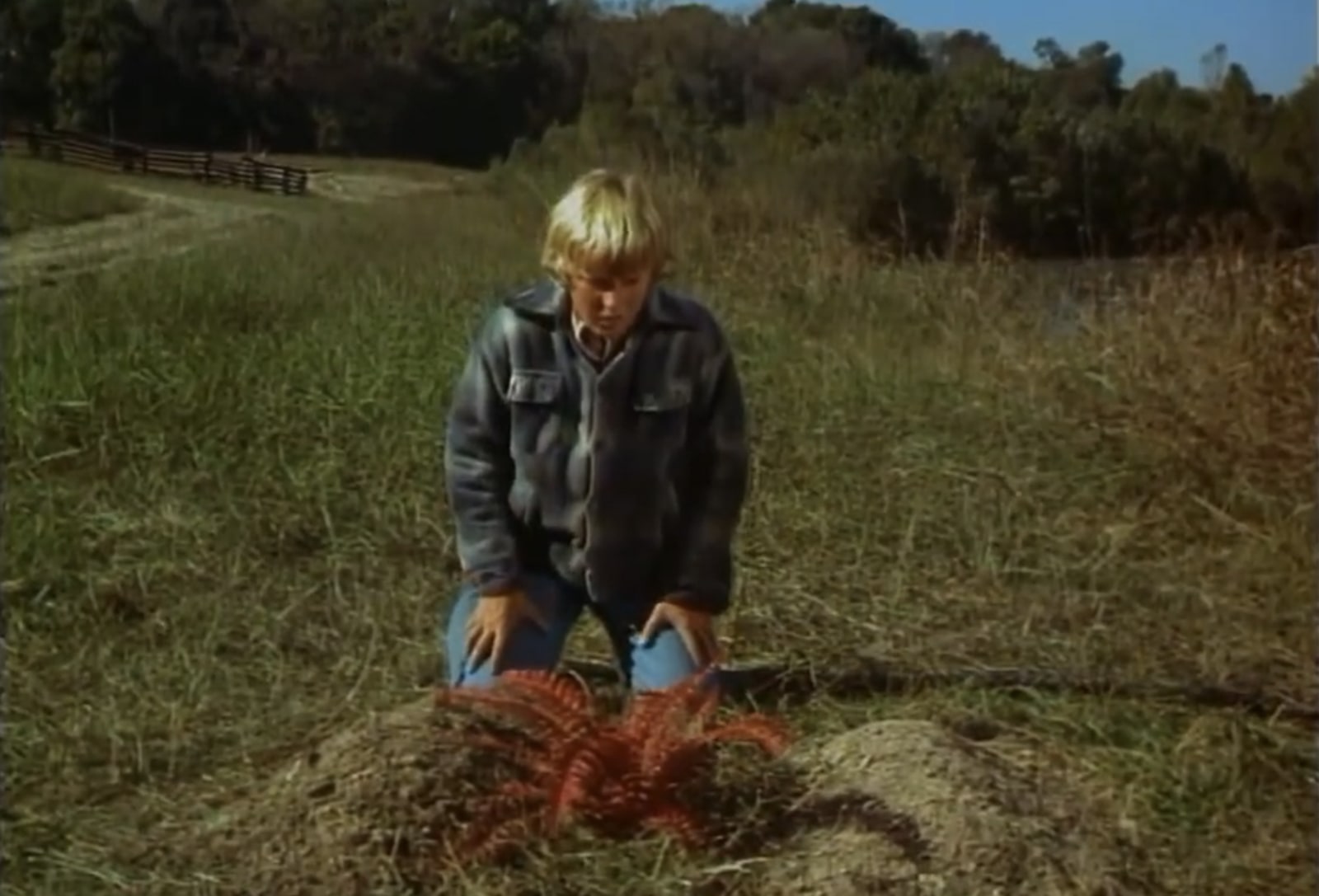 Where the Red Fern Grows, 1974